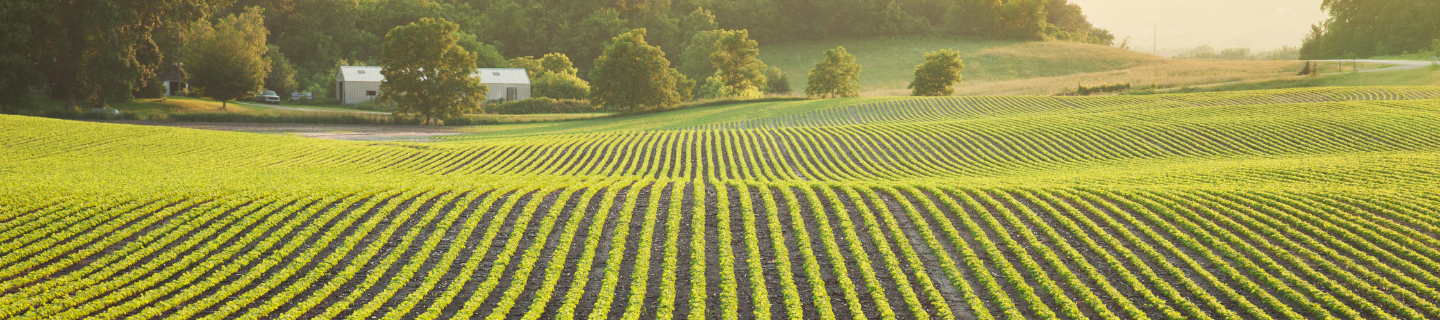 soybean field