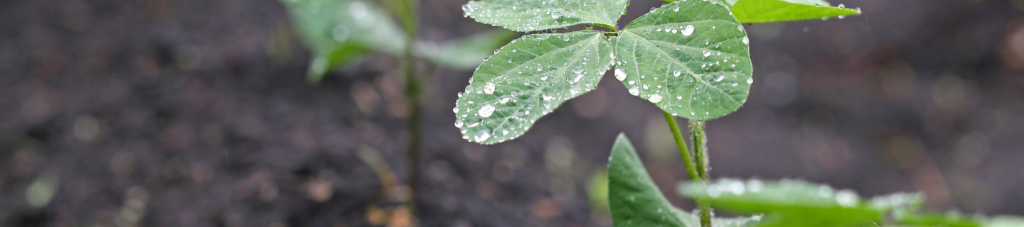 Soybean weed control