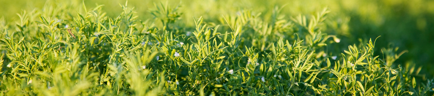 Lentils thrive under a long-term plan