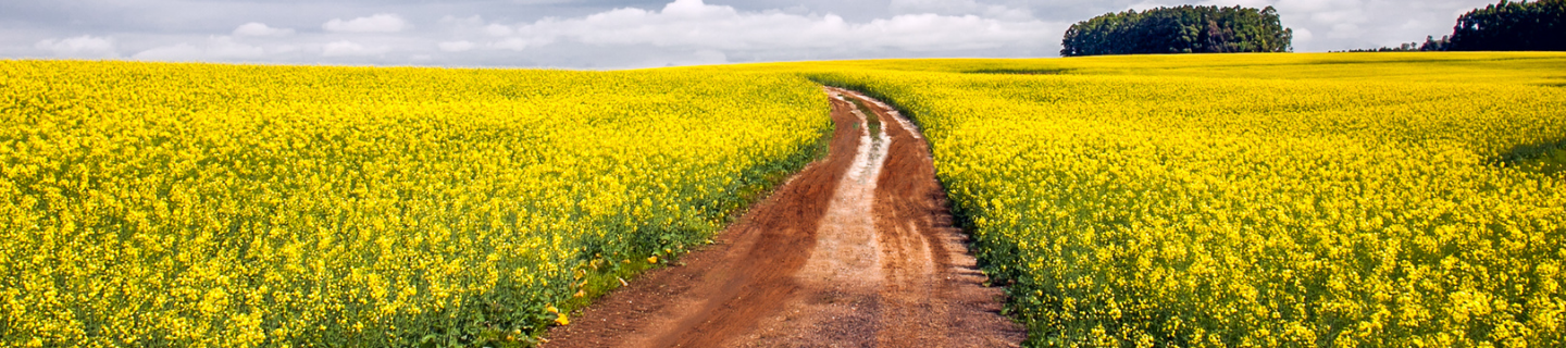 Canola - cleavers and kochia