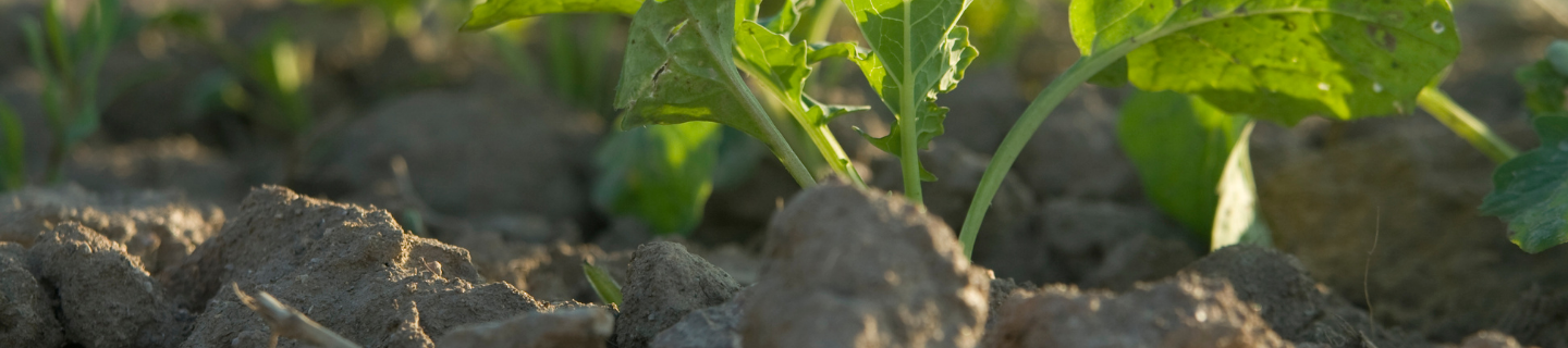 Spray early for higher yields