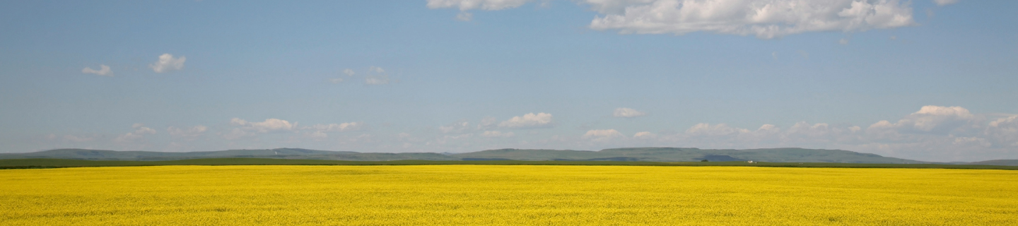 canola yield losses