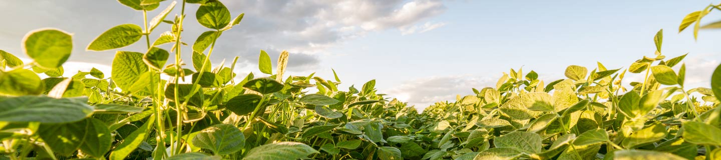 Waterhemp in Soybeans