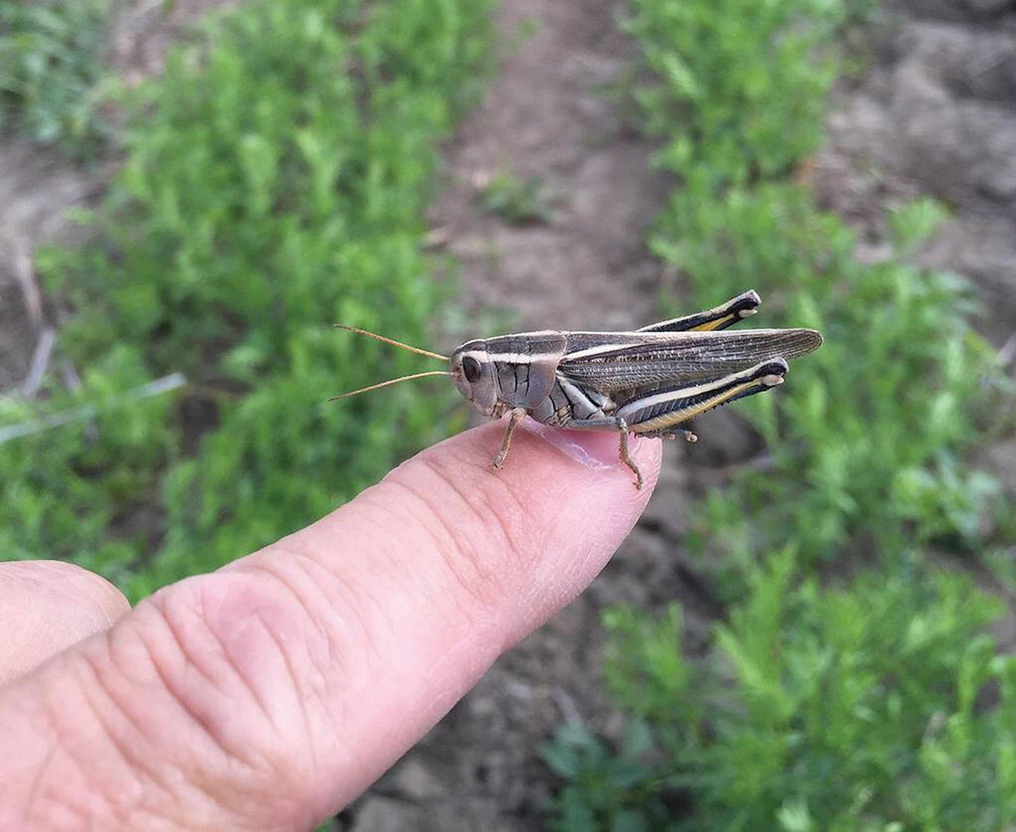 Grasshopper held on a finger