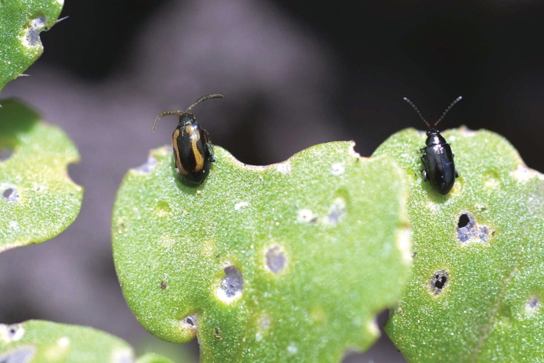 Striped and crucifer flea beetle