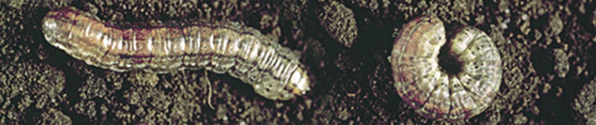 Flea beetles and cutworms