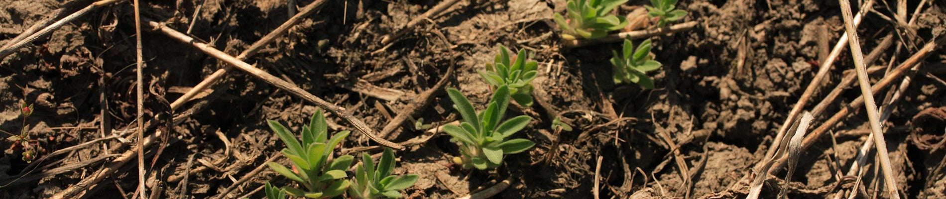 Kochia weed