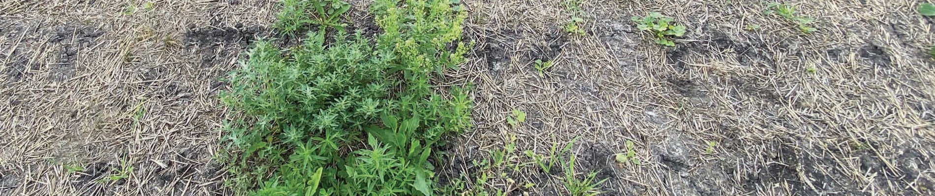 untreated kochia