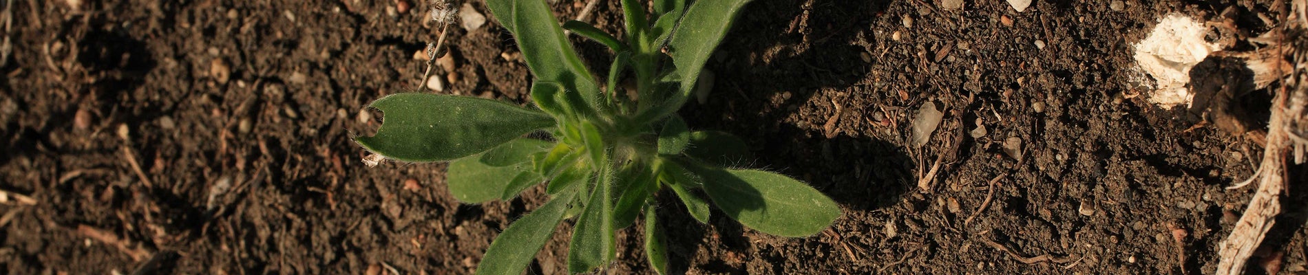 Kochia