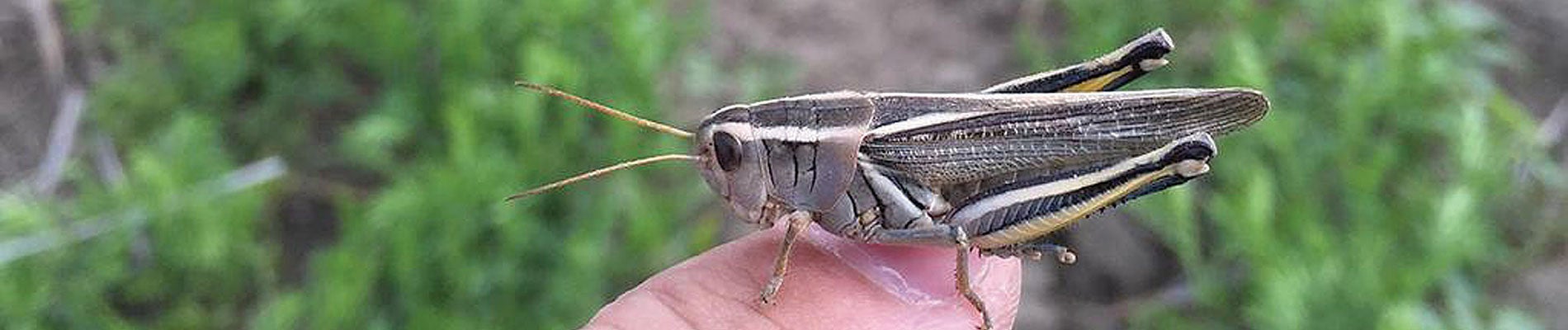 Grasshopper