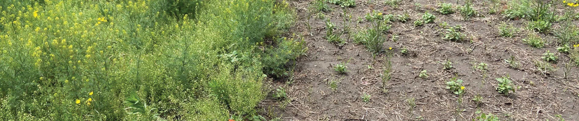 focus on bare ground