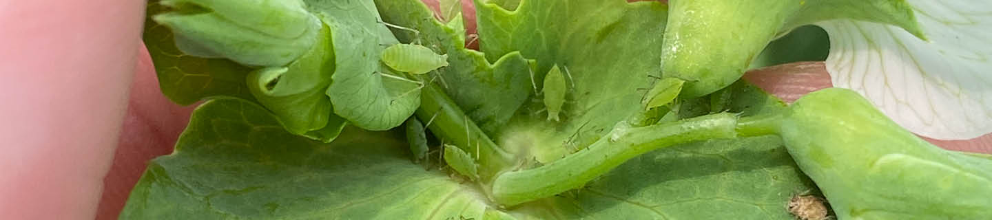 Aphids