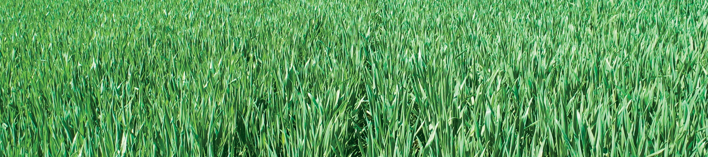 Young Wheat