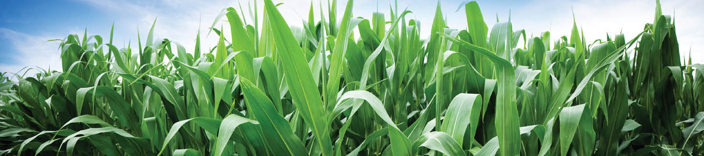 Corn Management Podcast