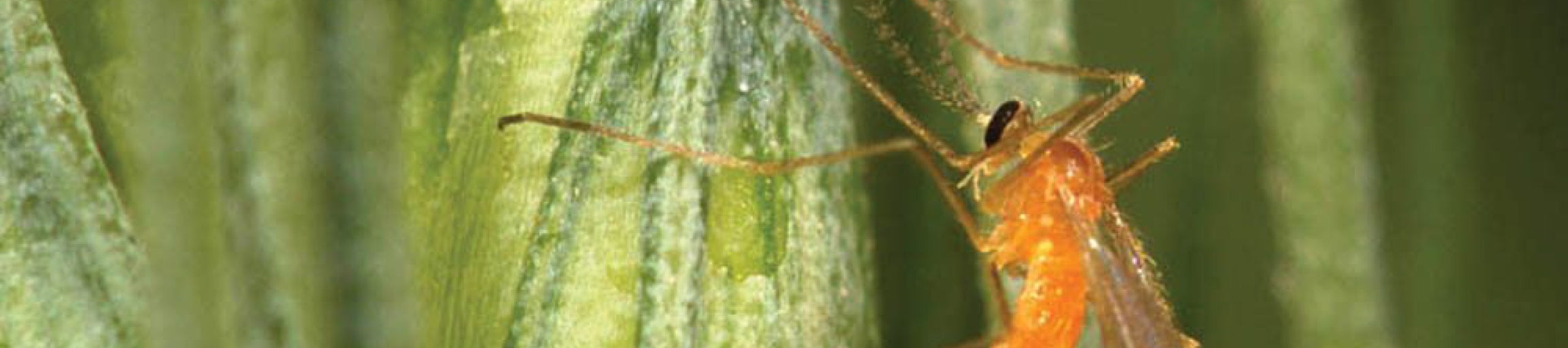 Insect hub article