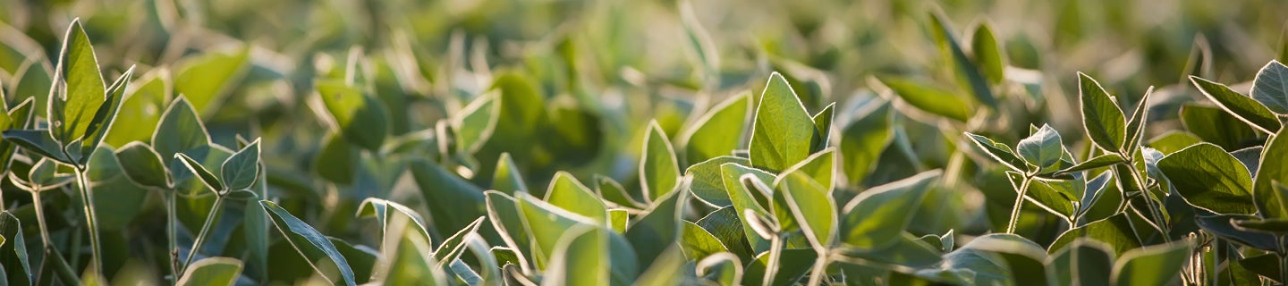 Soybean Plants