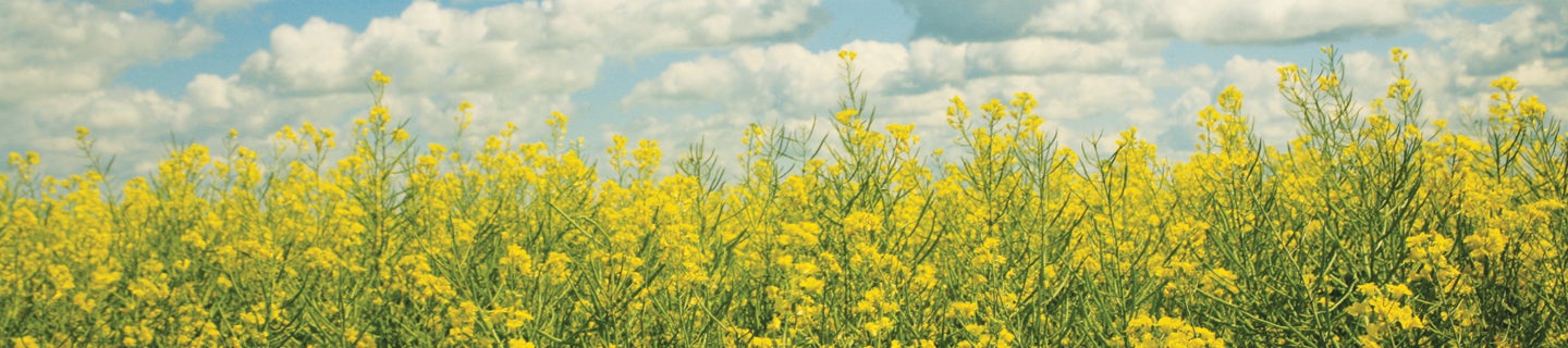 Canola fields