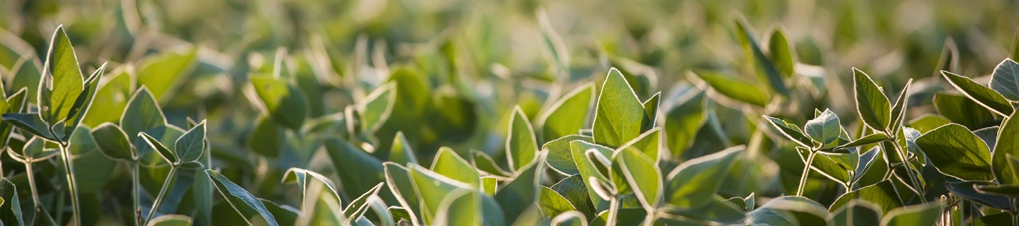 Soybean Plants