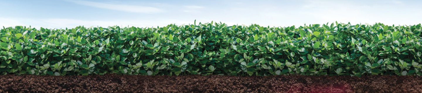 Soybean field