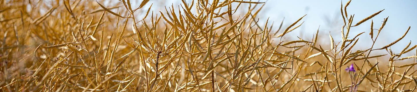 Canola