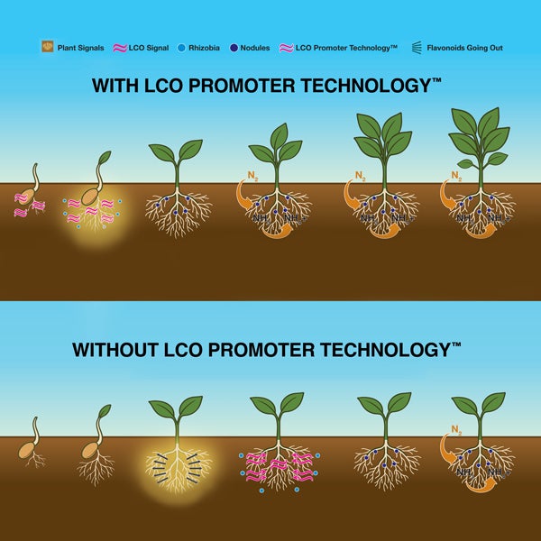 Mycorrhizal Fungi Diagram