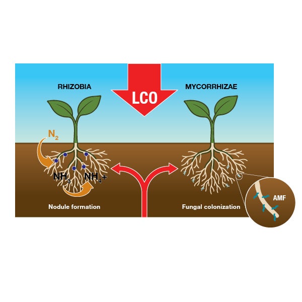 Mycorrhizal Fungi Diagram