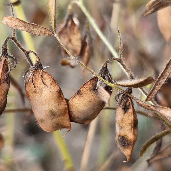 Fall plant