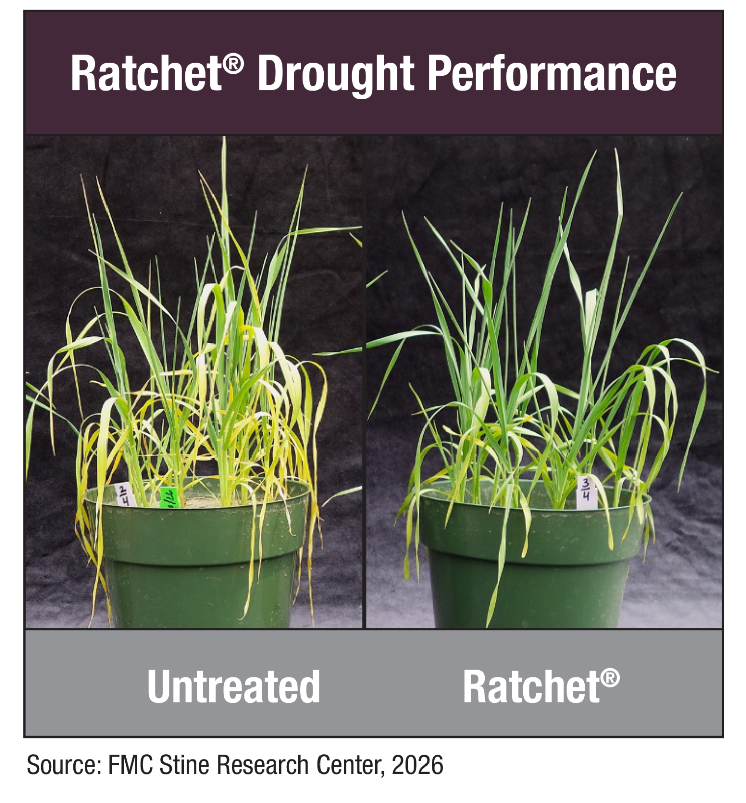 Ratchet Drought Performance