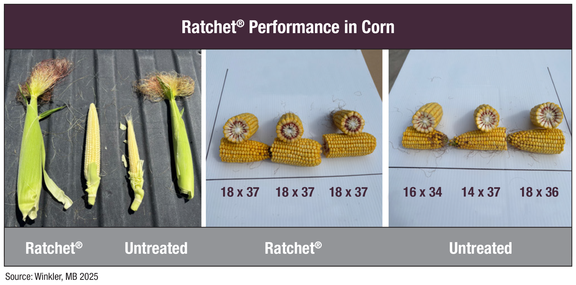 Ratchet® Performance in Corn