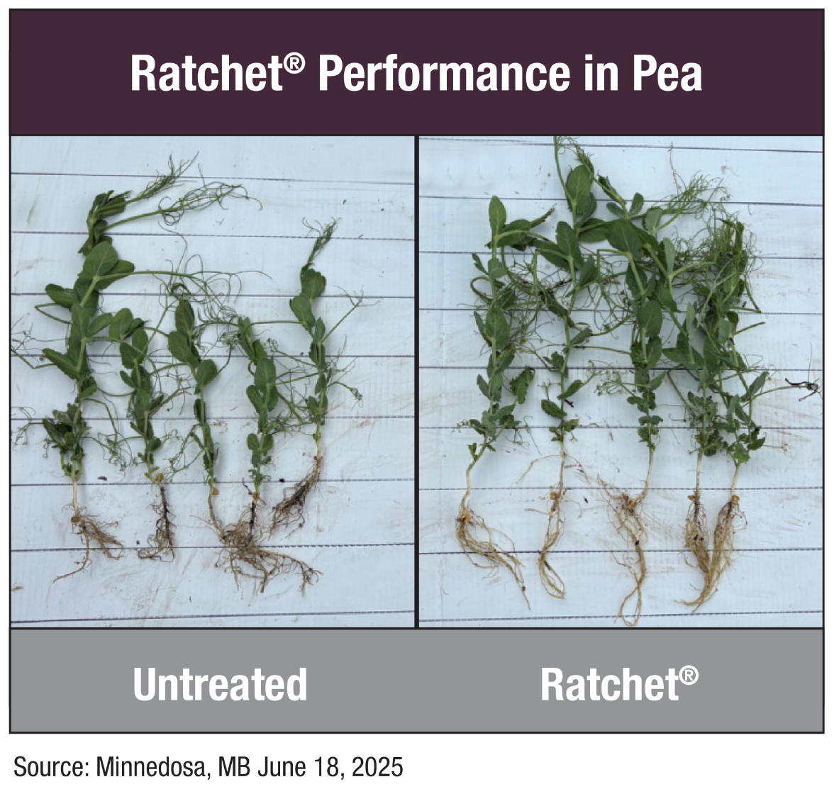 Ratchet® Performance in Pea