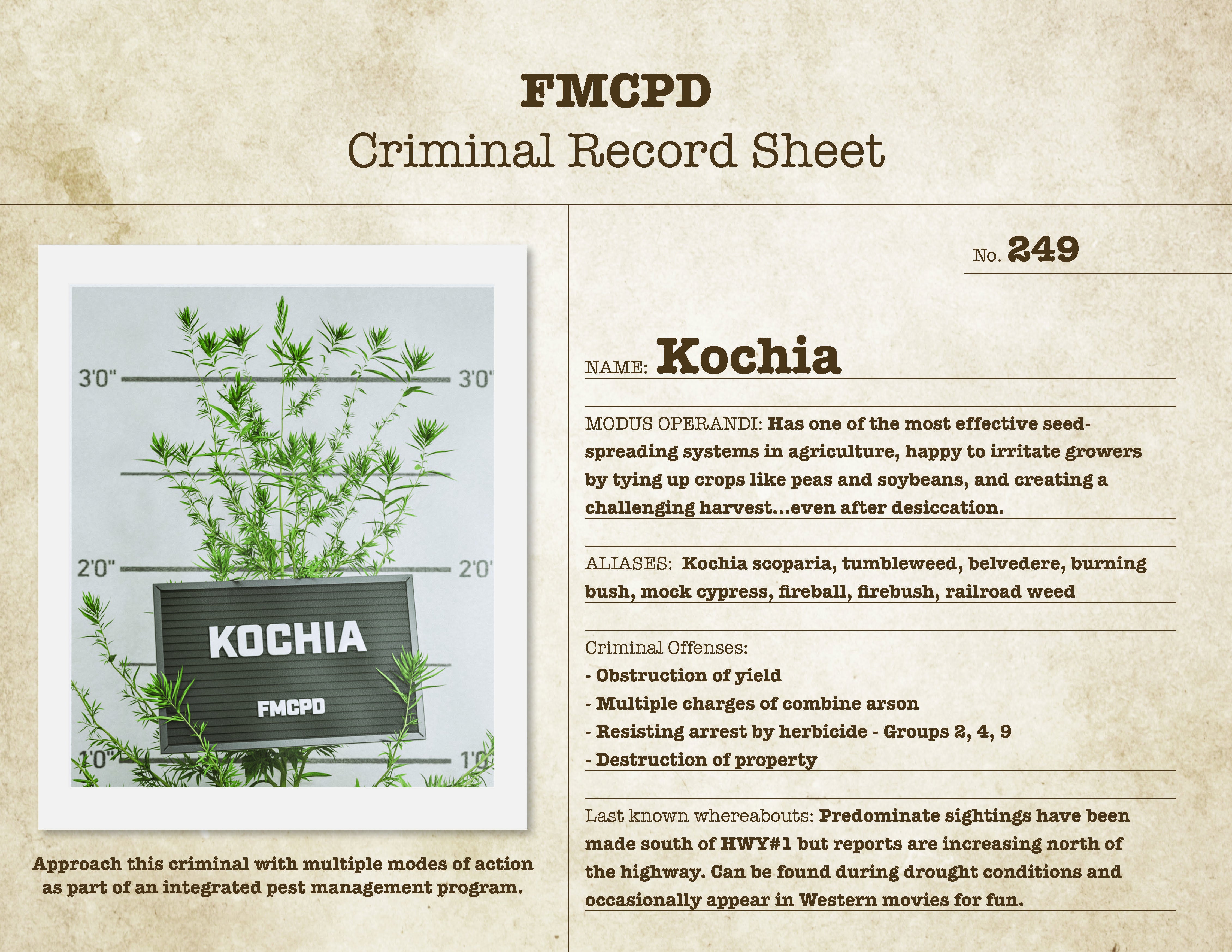 Kochia