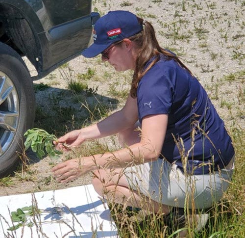 Allison Hayward Soybean Researcher