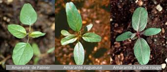 Waterhemp - amaranthus family