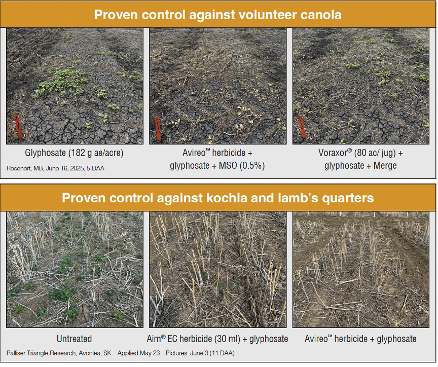 Avireo performance pictures
