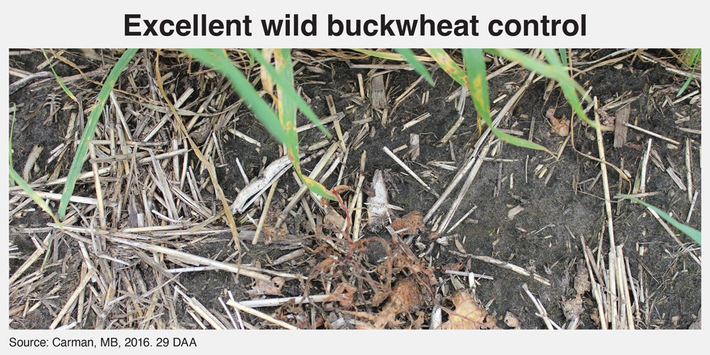 Buckwheat control