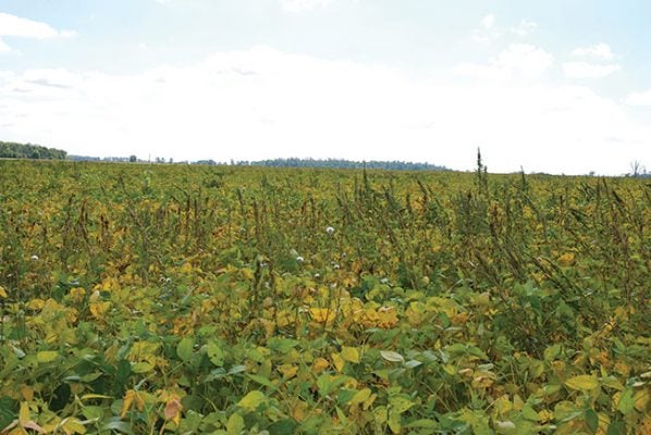 weedy soybean field
