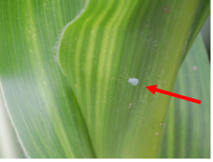 Egg mass on underside of leaf