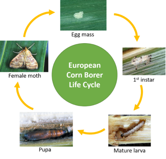 ECB lifecycle