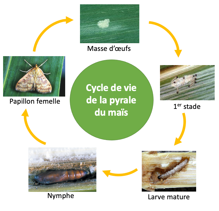 Cycle de vie de la pyrale du maïs 