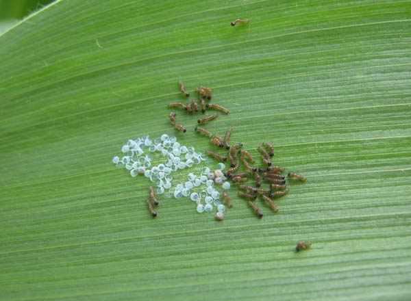 Newly hatching Western Bean Cutworm