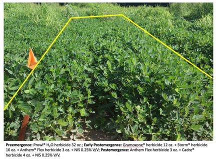 WBC scouting