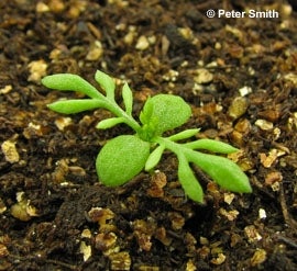 Scentless chamomile