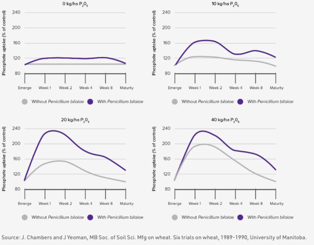 Phosphate Uptake Chart