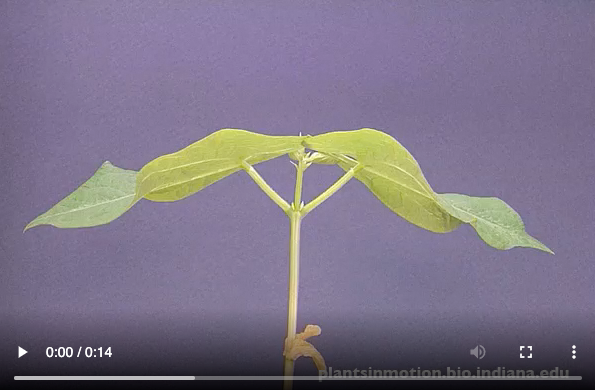 Soybean Video Preview