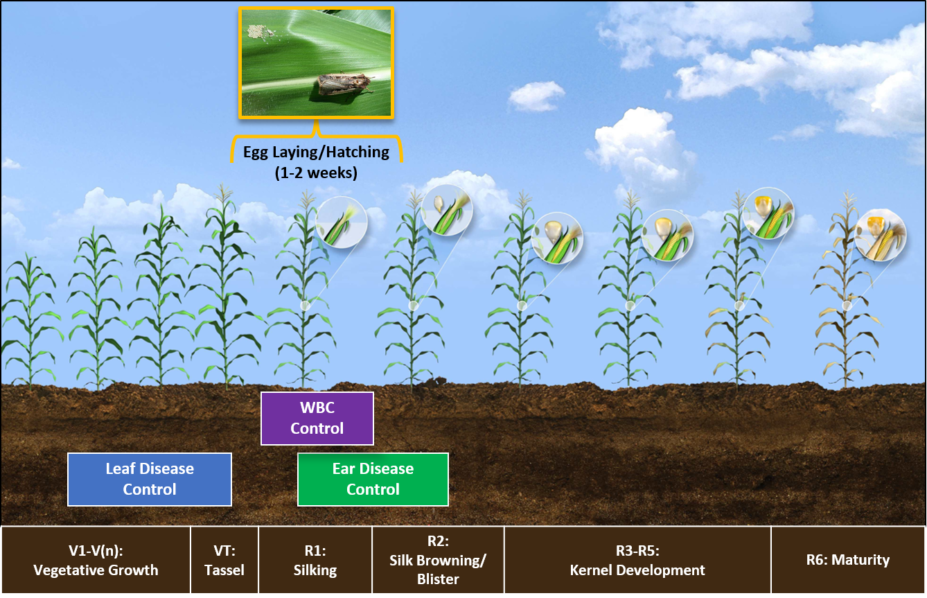 Control of WBC using insecticides has been shown to work best when applied at early to full silking.