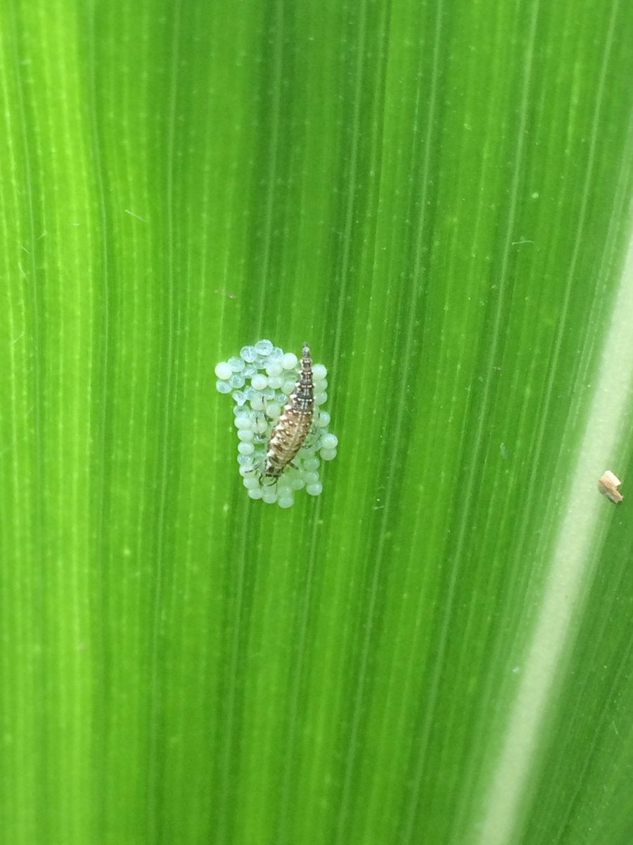 Lacewing larva feeding on Western bean cutworm eggs. (C. DiFonzo)