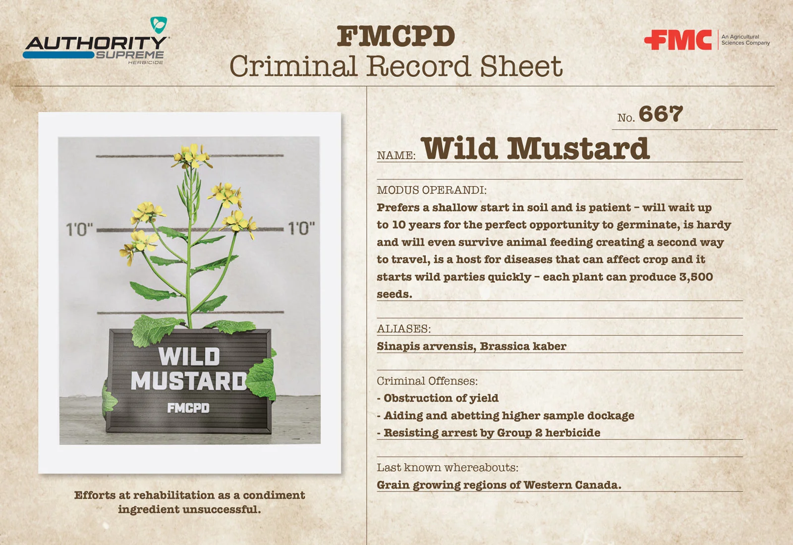 Wild mustard Rapsheet