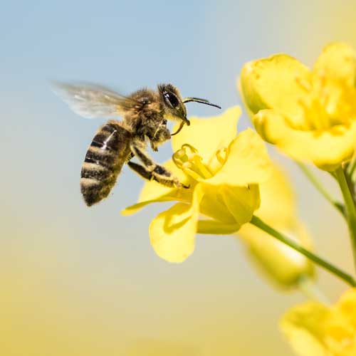 Canola Bee