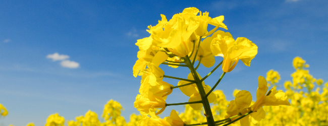 Yield losses in canola