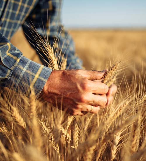 Man touching wheat in field